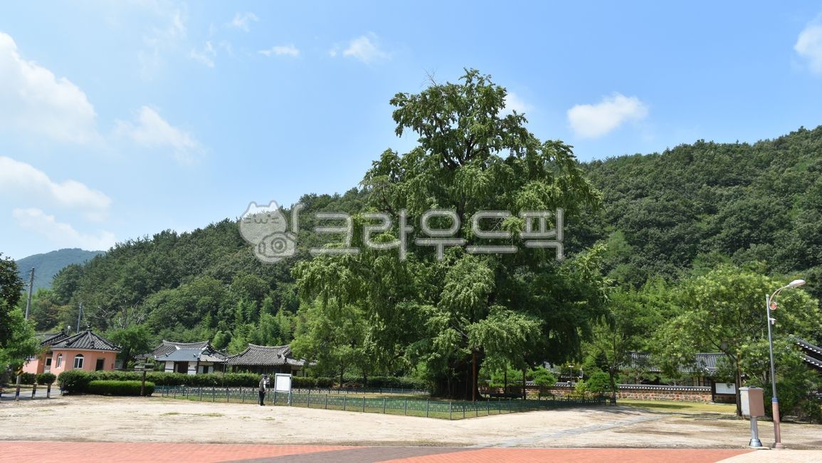 의령세간리은행나무,천연기념물제302호,경남,의령,세간리,세간리은행나무,은행나무,단성화,은행열매,은행알,행자목,겉씨식물,natural,monument,tree,plant,식물,천연기념물,제302호,천연기념물302,302