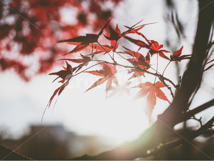 자연풍경,단풍,감성사진,가을,꽃,10월,가을,계절,fall,autumn,season,식물,자연,plants,nature,감성,sensible,feeling,휴식,힐링,rest,relaxation,healing,plant,leaf,잎,tree,나무