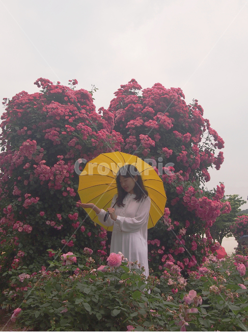 인물,여자,우산,장미,비오는날,빈티지,감성,film,vintage,woman,rose
