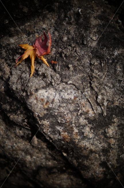 가을,낙엽,단풍,바위,fall,autumn,fallenleaves,leaves,autumncolors,rock