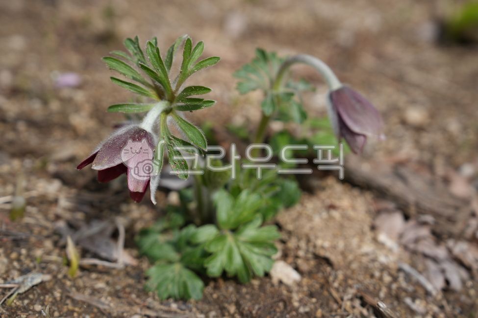 할미꽃,풀,식물,봄꽃,꽃,할미,야생화