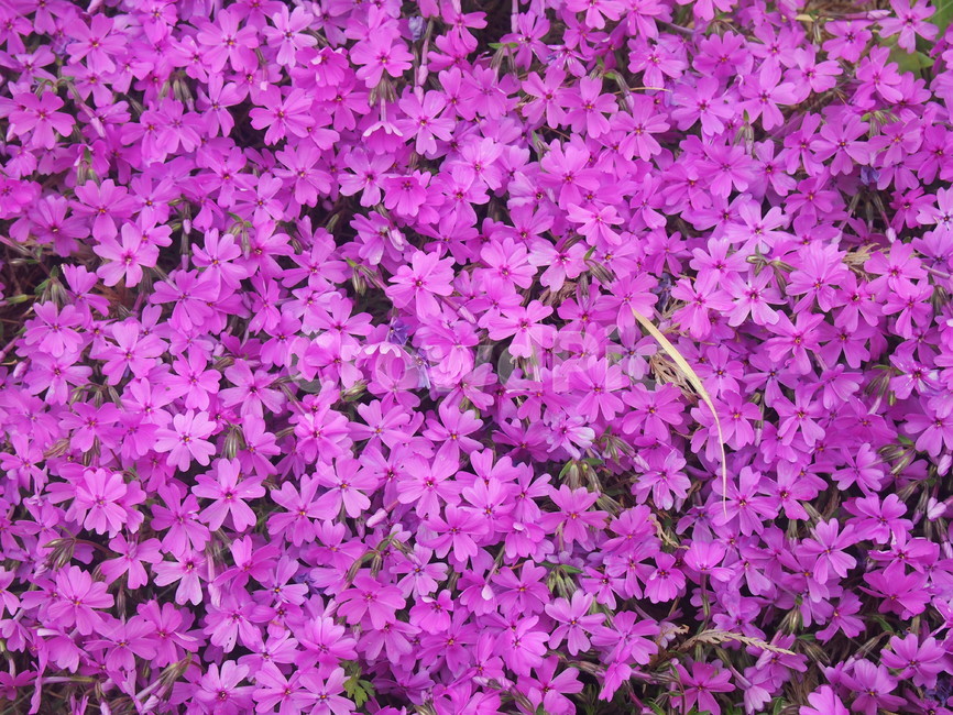 꽃,봄,꽃밭,정원,분홍색,자연,flower,spring,garden,pink