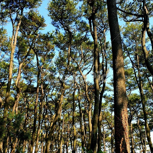 plant,식물,tree,나무,treetrunk,자유,평화,나무줄기,숲,자연