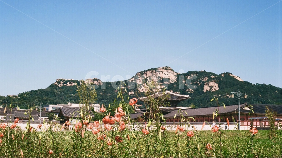 꽃,궁,하늘,산,풍경,경복궁,자연,풍경,nature,landscape,한국전통,한국문화,korean traditional,korean culture