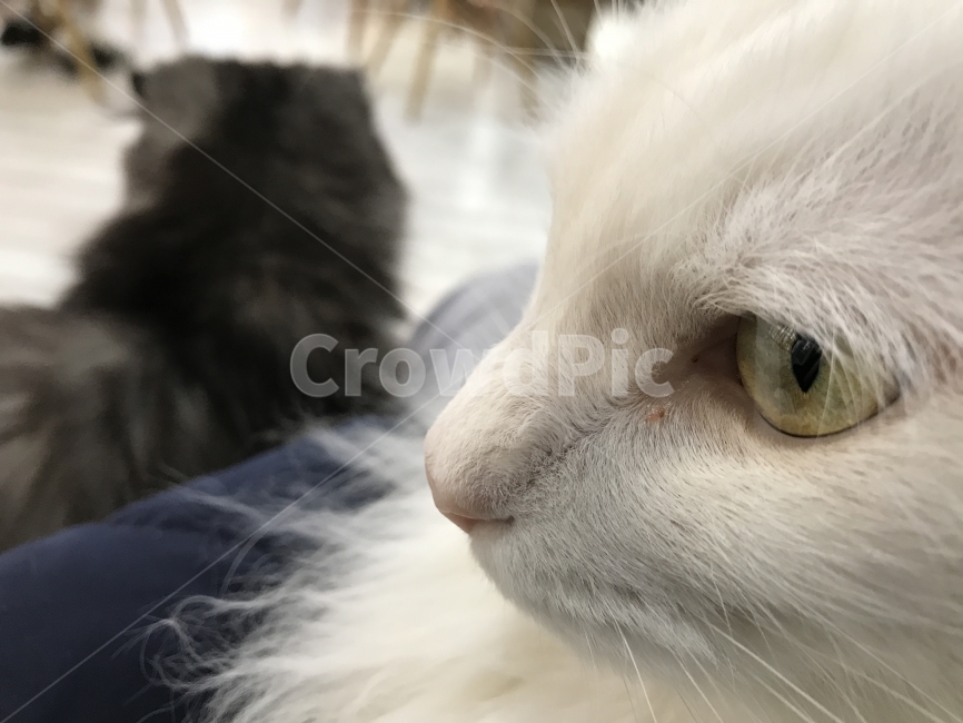 고양이,캣,cat,반려동물,동물,옆모습,동물,animal,포유류,mammal,고양이,cat,kitten,kitty