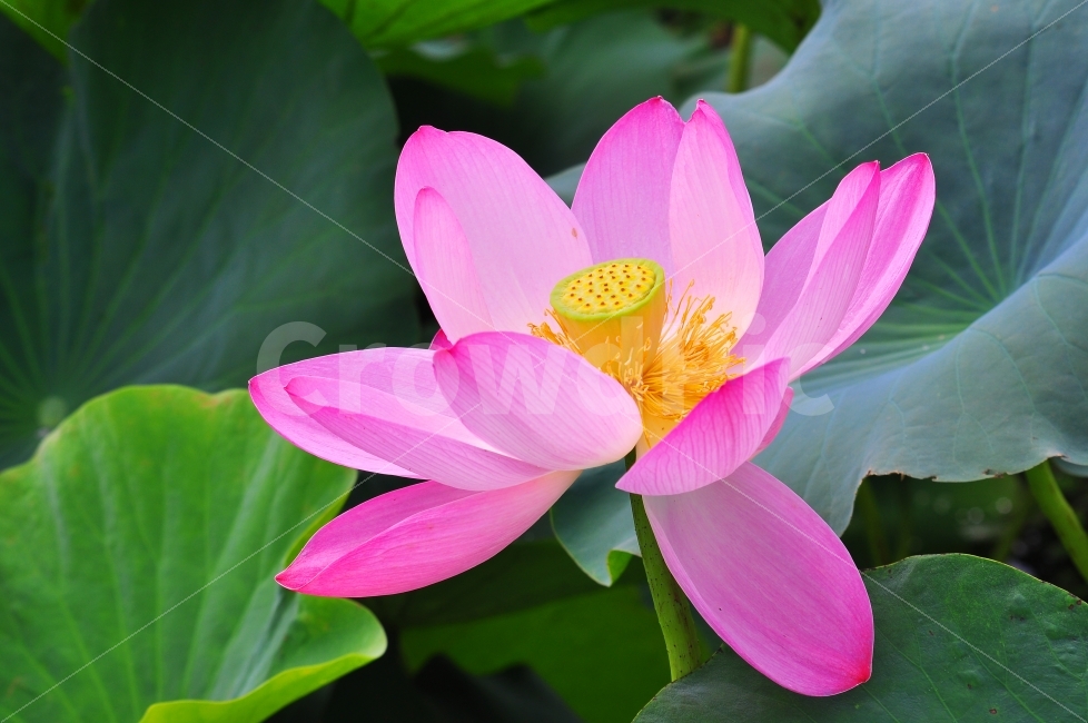 연꽃,꽃,시즌,분홍색,그린,연잎,우아함,아름다움,뷰티풀,꽃송이,꽃잎,분홍꽃,핑크색,라인,줄무늬,선,불교,양수리,식물,여름꽃,7월,8월,시안,디자인,디자이너,사보,카다로그,브로셔,뉴스레터,모바일,콘텐츠,색감,칼라풀,화려함,광고,잡지,홈페이지,마케팅,배너,팝업,블로그,sns,flower,카리스마,색상,자연,배경,바탕,백그라운드,누끼,출력,실사,출판,편집,홍보용,원고,인쇄용,오브젝트,식물,자연,plants,nature,꽃,flower