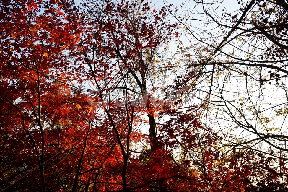 가을,단풍,단풍나무,붉은색,자연,화려함,가을풍경,autumn,fall,autumnleaves,plant,nature,계절,나무,븕은색,maple,red,season,colorful,느낌,감성,trees,branches,울긋불긋,자연autumn,mapletree,가을,계절,fall,autumn,season,식물,자연,plants,nature,leaf,잎,tree