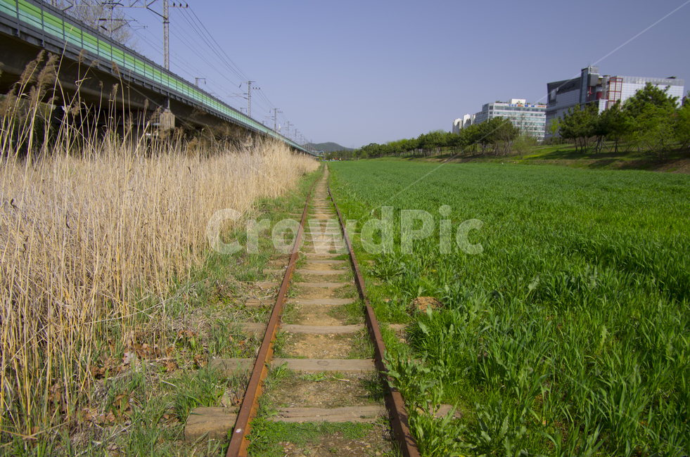 철도,철로,협궤철도,보리밭,기차,여름,scene,view,feeling,emotion,nature,landscape,season,풍경,감정,감성,자연,계절,뷰티,railroad,railway,rust,signal,crossing,barley,summer,풍경사진,감성사진,정취