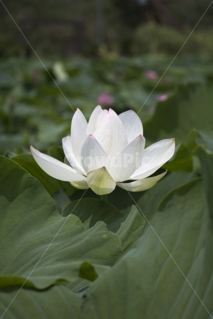 연꽃,연,연잎,수련,꽃,사진,단독사진,디자인,소스,포토,사진자료,배경,배경사진,백그라운드,한국,동양,아시아,전통,풍경,자연,환경,실외,낮,아침,식물,봉오리,꽃봉오리,잎,꽃잎,6월,7월,여름꽃,꽃밭,아웃포커스,접사,근접,여름,녹색,야외,연꽃밭,핑크,분홍,빨강,빨간색,하얀색,레드,화이트,식물,자연,plants,nature,꽃,flower