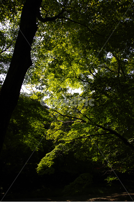 나무,잎,빛,식물,초록,식물,자연,plants,nature,나무,trees,wood