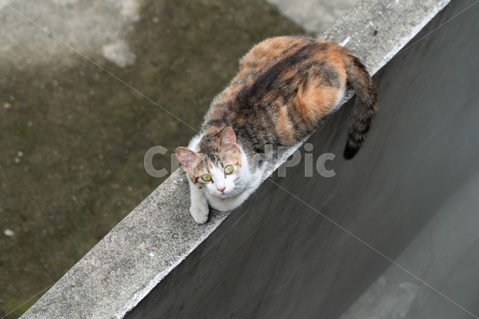 골목,고양이,길고양이,길냥이,삼색고양이,동물,귀여운동물,cat,cats,straycat,feralcat,동물,animal,포유류,mammal,고양이,cat,kitten,kitty