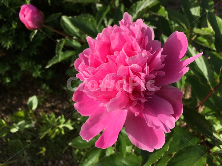 식물,자연,꽃,작약꽃,작약,분홍꽃,식물,자연,plants,nature,꽃,flower