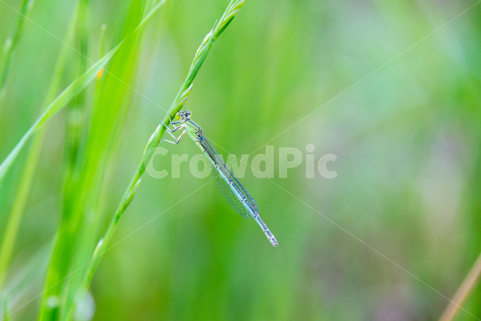 잠자리,dragonfly,곤충,날개,insect,벌레,곤충,벌레,insect,bug