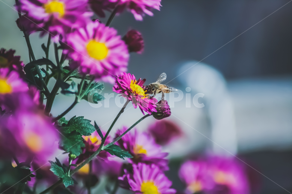 벌,꿀벌,곤충,noneybee,국화,flower,bee,꽃,식물,자연,plants,nature,꽃,flower