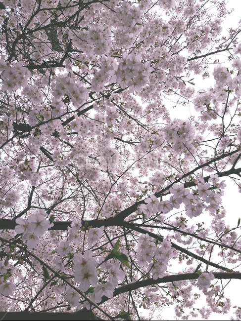 벚꽃,봄,자연,꽃,flower,계절,spring