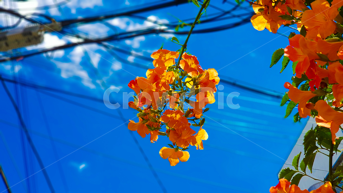 감성,꽃,주황,하늘,이쁜꽃,길거리,길거리꽃,가을,계절,fall,autumn,season,자연,풍경,nature,landscape,식물,plants,꽃,flower,leaf,잎,plant