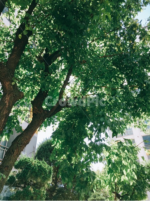 나무,식물,tree,plant,초록,아파트,여름,summer,나무줄기