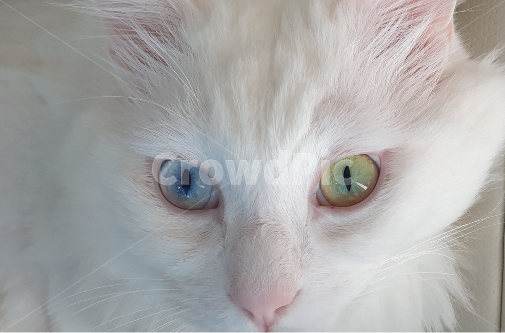오드아이,고양이,고양이얼굴,pet,애완동물,animal,앙고라,포유류,mammal,cat