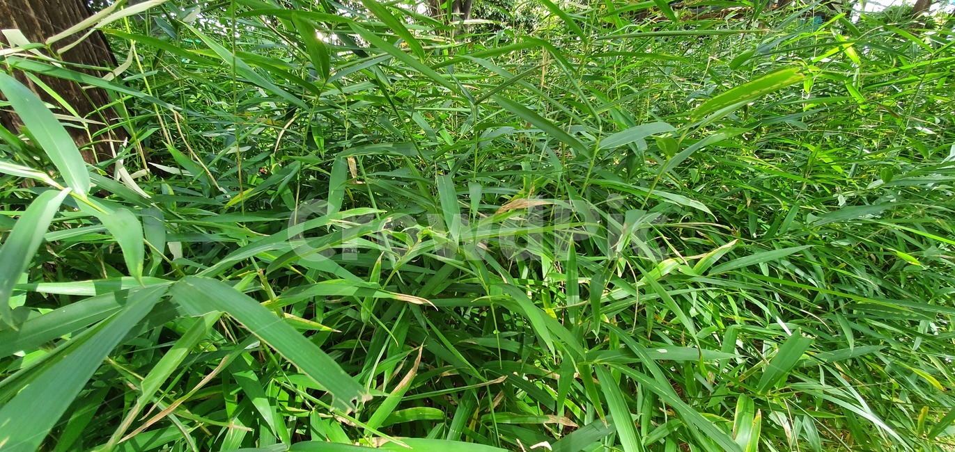 식물,길,잔디,grass,tree,나무,옥외,outdoors,path,식물,자연,plants,nature