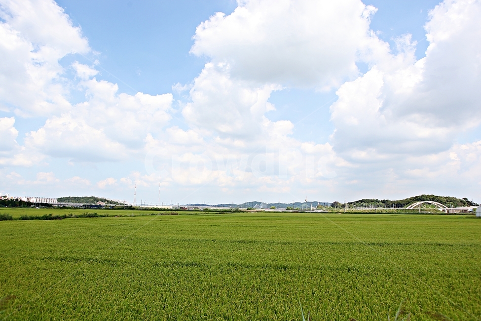 벼,곡식,쌀,논,농업,농사,들,자연,풍경,하늘,구름,자연,풍경,nature,landscape,outdoors,옥외,field,grass,잔디,plant,식물,grassland,목초지,land,땅