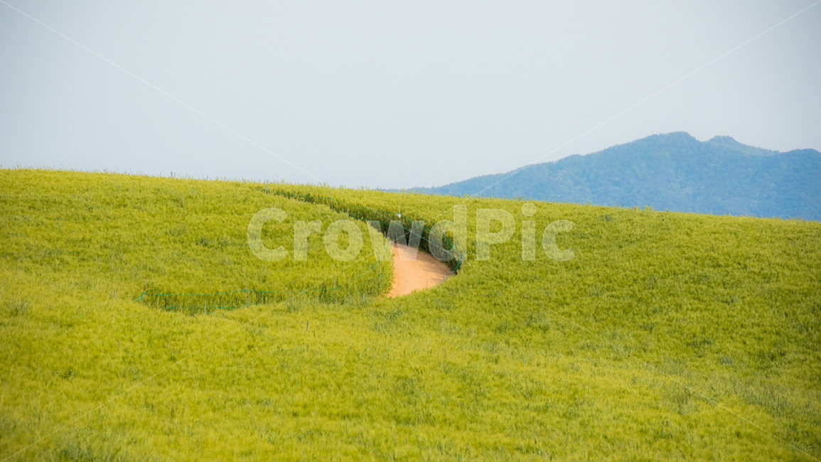 청보리,청보리밭,보리,풍경,landscape,고창청보리밭,봄,자연,풍경,nature,landscape,산업,industry,industrial,농업,농사,agriculture,farming,farming industry,outdoors,옥외,grassland,목초지,field,들,rural,농촌,farm,농장