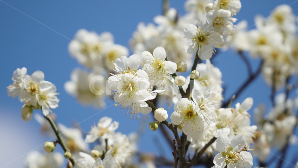 봄,꽃,벚꽃,하늘,나무,구름,봄,계절,spring,season,식물,자연,plants,nature,꽃,flower,plant