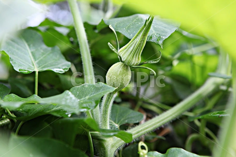 호박,애기호박,식자재,먹거리,넝쿨식물,식물,식물,자연,plants,nature
