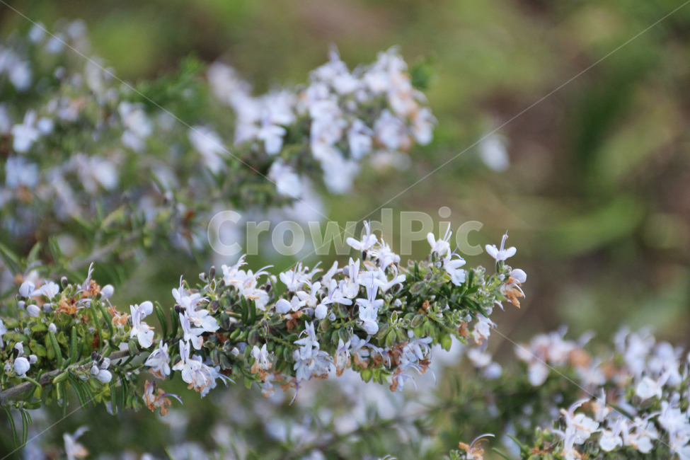 일본,가고시마,꽃,봄,자연,산책,식물,정원,식물,자연,plants,nature,꽃,flower