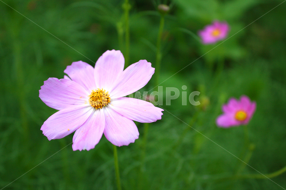 spring,triangle composition,pink,green,purple,Cosmos