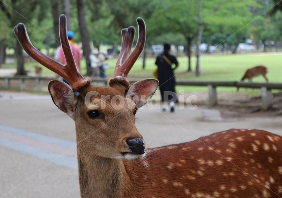 사슴,동물,사슴뿔,공원,일본,나라공원,animal,deer,japan,park,동물,animal,포유류,mammal