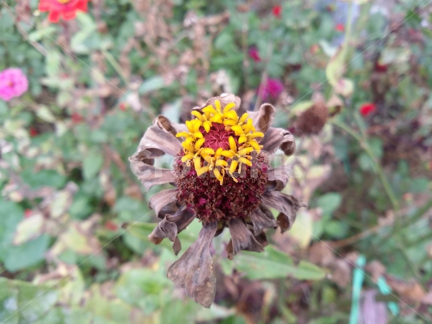 식물,plant,flower,꽃,꽃잎,자연,식물,자연,plants,nature,꽃,flower