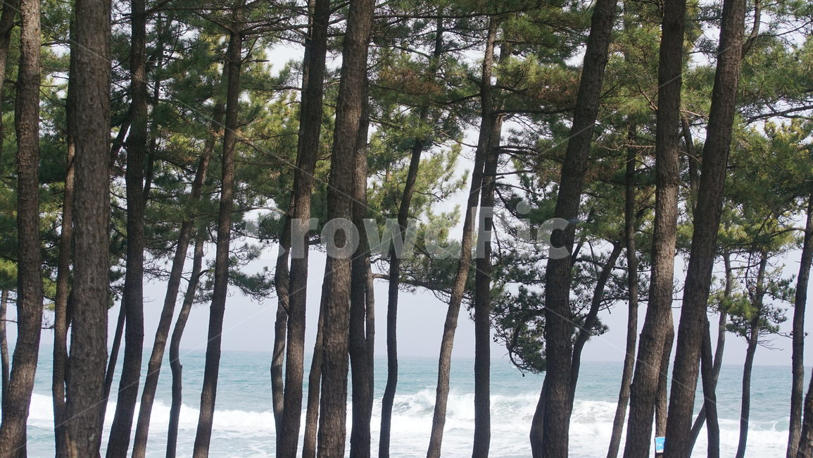 plant,식물,tree,나무,treetrunk,나무줄기,바다,솔밭,해송,배경화면,바탕화면,background,겨울바다