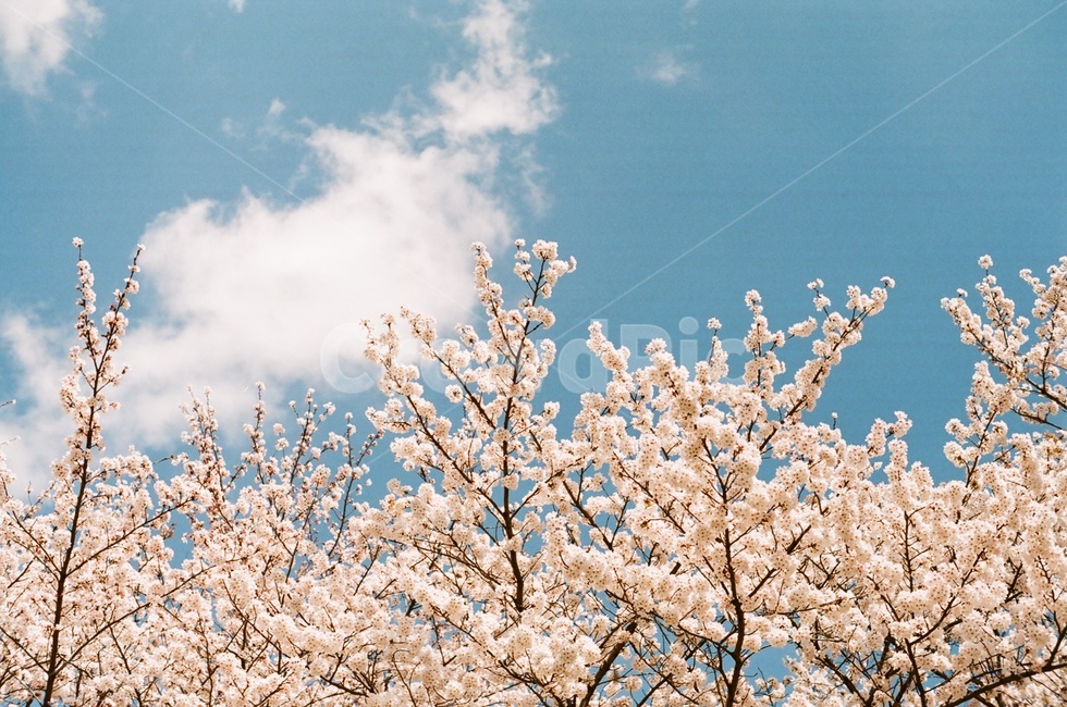 봄,벚꽃,벚꽃나무,파란하늘,구름,봄꽃,cherryblossoms,cherryblossom,spring,봄,계절,spring,season,식물,자연,plants,nature,꽃,flower,plant,blossom
