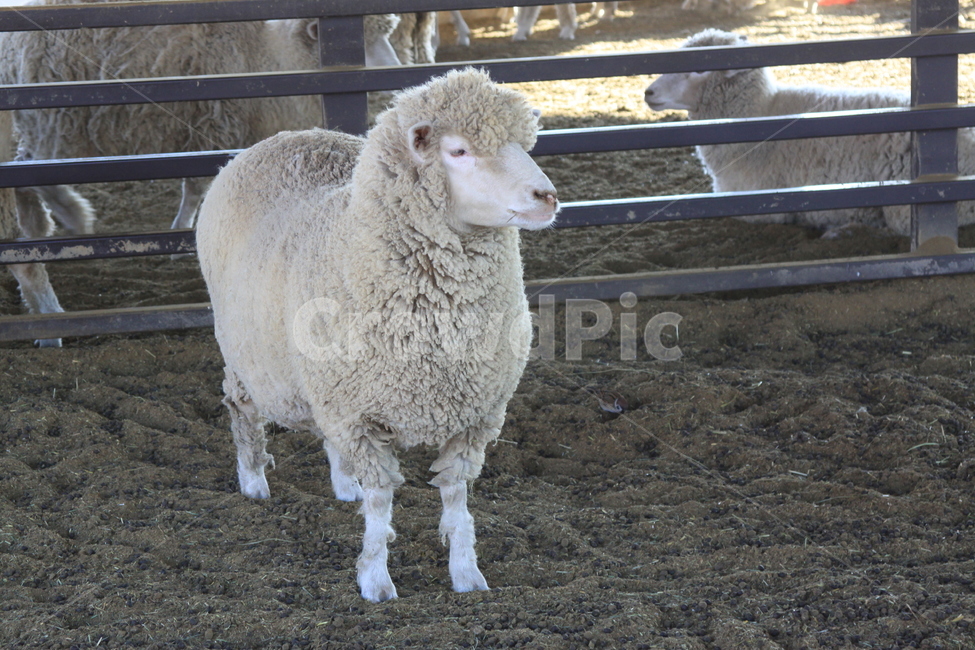 양,sheep,동물,포유류,animal,동물,animal,포유류,mammal