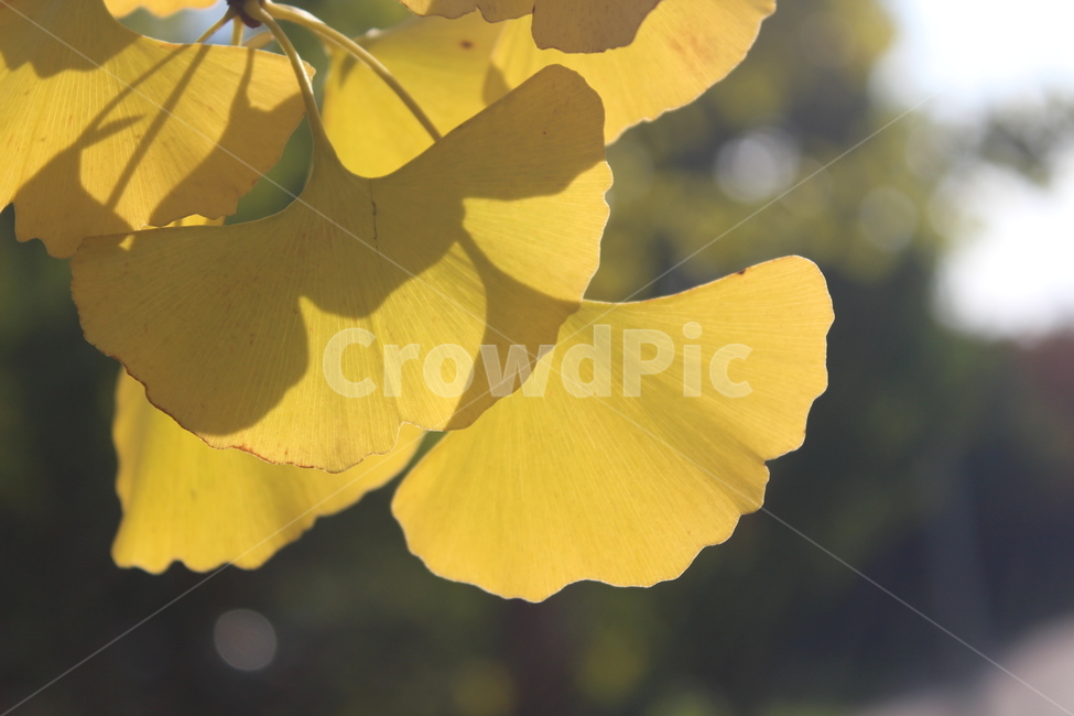 plant,식물,은행잎,잎,yellow,가을,계절,fall,autumn,season,blossom,꽃,petal,꽃잎,flower
