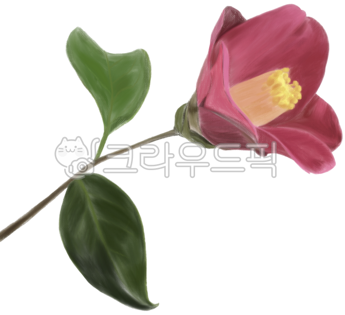 png,배경제거,누끼,일러스트,요소,드로잉,그림,그래픽,장식,동백,겨울,동백꽃,동백꽃일러스트,동백일러스트,붉은색,붉은동백,잎,잎사귀,줄기,꽃유화,보타니컬,손그림,취미미술,예쁜,아름다운,감성,컬러링,유화일러스트