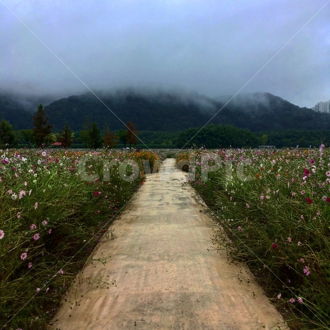 꽃,풍경,여행,스냅,구름,자연,풍경,nature,landscape,한국자연풍경,한국자연경관,korea nature landscape