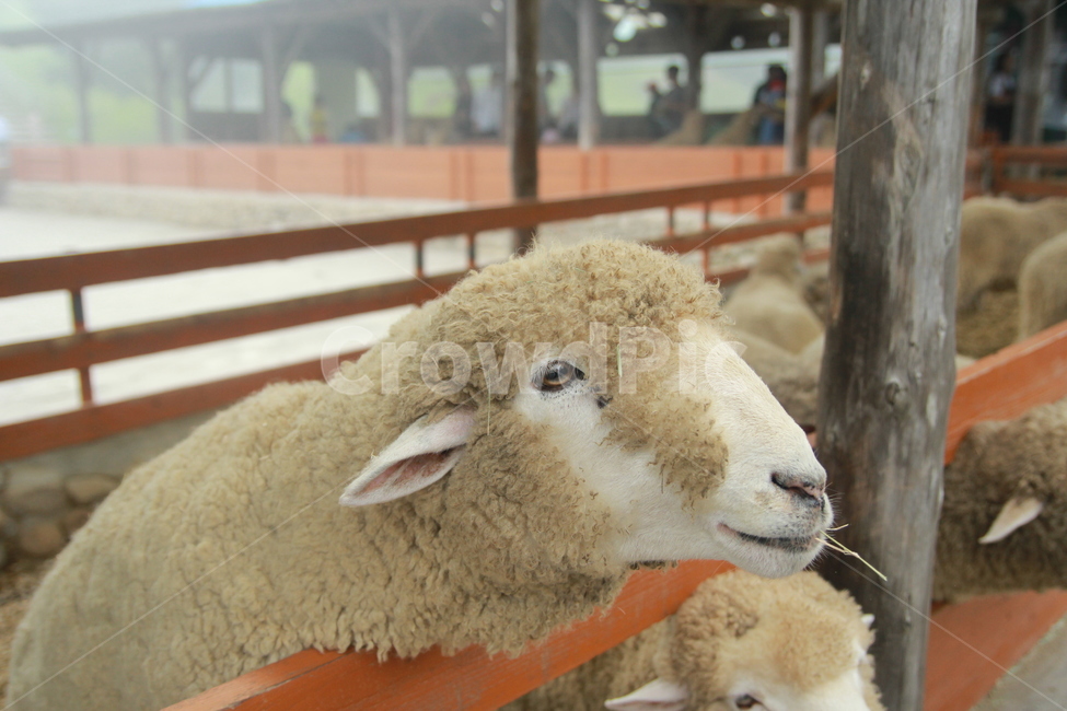 양,동물,포유류,양떼목장,목장,동물,animal,포유류,mammal,산업,industry,industrial,목축업,목장,livestock farming,ranching,pasture