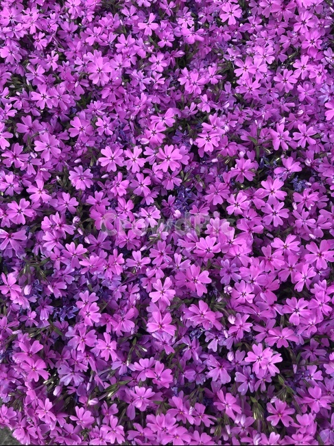 보라색꽃,꽃,연보라꽃,꽃무덤,길가꽃