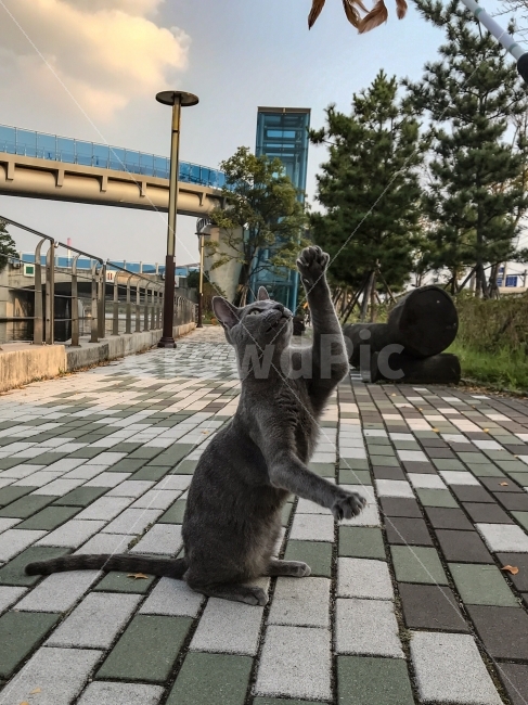 고양이,러블,러시안블루,공원,강변,운하,가을하늘,안녕,하이,동물,animal,포유류,mammal,고양이,cat,kitten,kitty