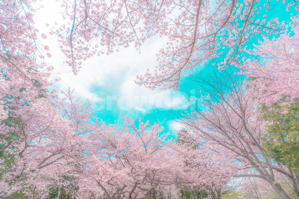cherryblossom,cherry,background,season,pink,natural,nature,blossom,plant,beautiful,flower,spring,tree,bloom,fullbloom,벚꽃,버찌,벚나무,배경,벚꽃시즌,분홍,핑크,자연,식물,아름다움,꽃,봄,나무,만개,unrealistic,animation,distinctive,mood,비현실적인,애니메이션,독특한,분위기,sky,skybackground,하늘,하늘배경,pastelcolor,fairytale,파스텔톤,동화,봄,계절,spring,season