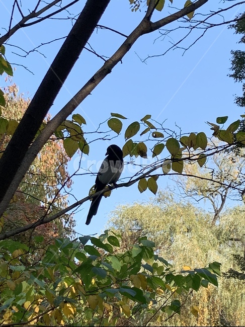 animal,동물,bird,새,자연,나무,창경궁,조류,새,birds