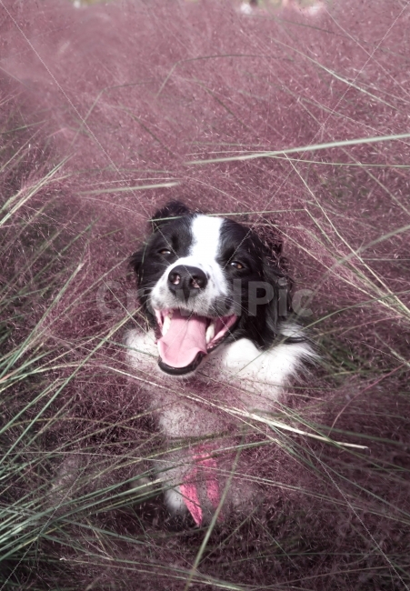 보더콜리,강아지,귀여운,미소,개,동물,animal,포유류,mammal,개,강아지,dog,doggy,감정표현,기분,feeling,emotion
