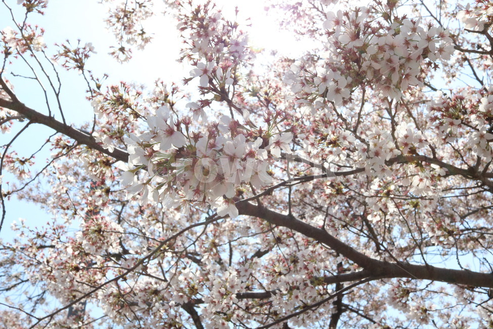 벚꽃,꽃놀이,봄,식물,나무,축제,blossom,꽃,flower,spring,자연,nature,tree