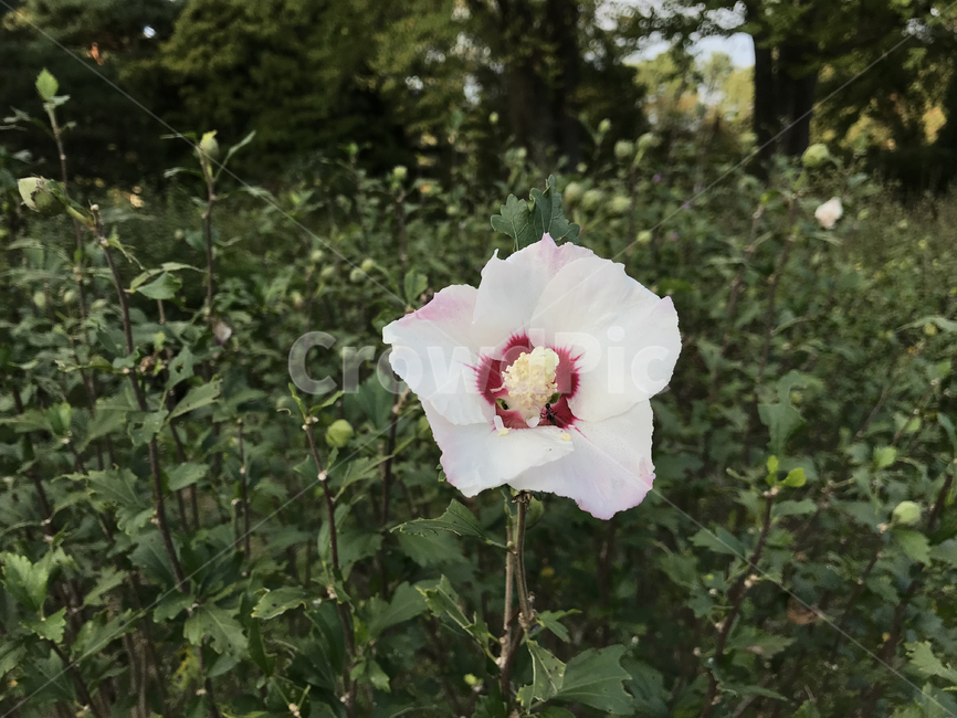 꽃,식물,무궁화,자연,flower
