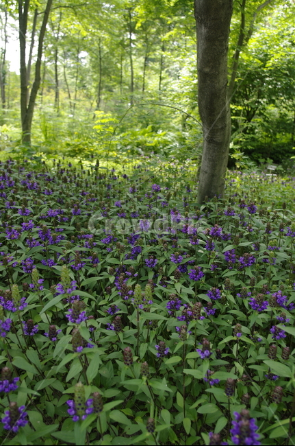 초록,나무,잎,꽃,flower,식물,plant,계절,봄,spring,숲,자연,풍경,nature,landscape,geranium,제라늄,blossom,vegetation,초목