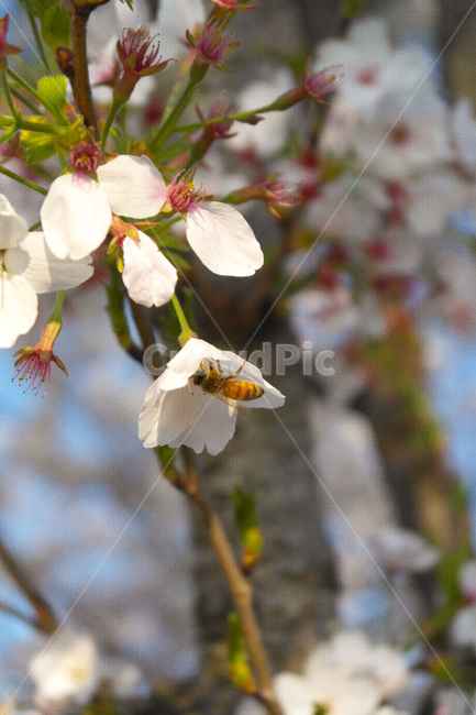 bee,벌,동물,벚꽃,꽃,블라썸,자연,꿀,꿀벌