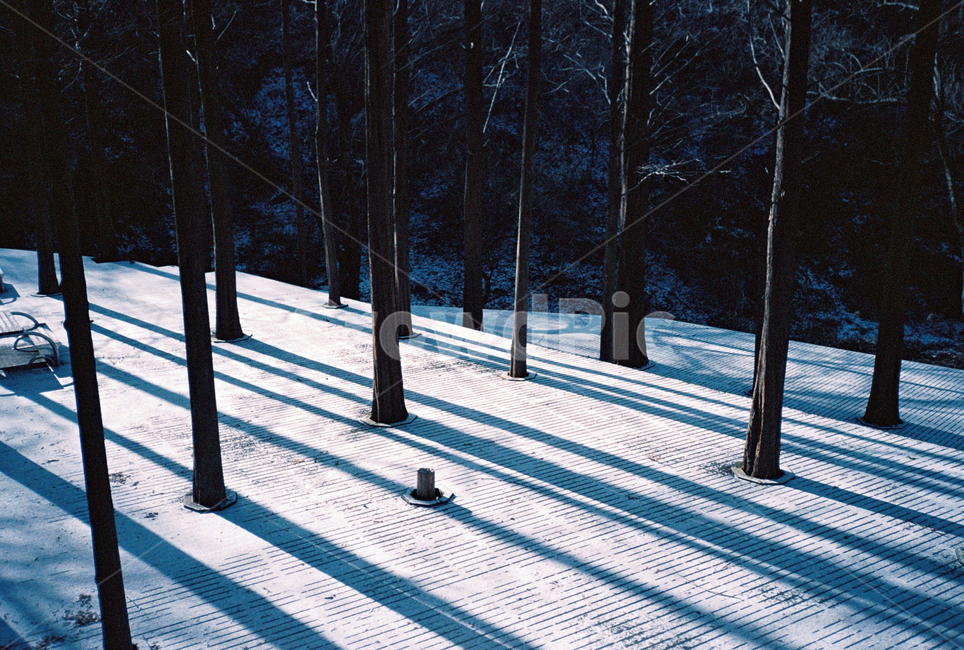 나무,식물,겨울,눈,snow,plant,tree,그림자,winter,film,필름,감성,겨울,계절,winter,season,나무,trees,wood