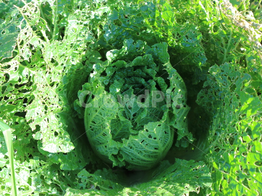 배추,배추밭,배추잎,농사,시골,채소,야채,vegetables