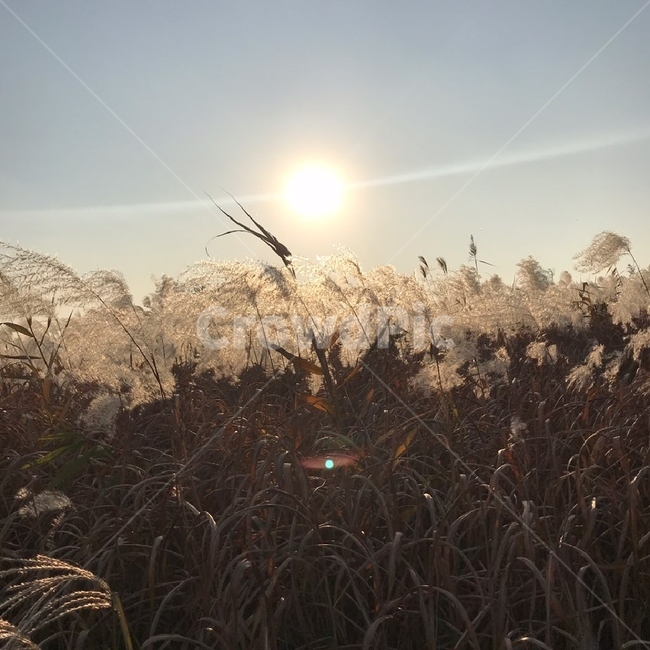 서울,하늘공원,갈대,갈대밭,자연,plant,식물,grass,잔디,lawn,reed